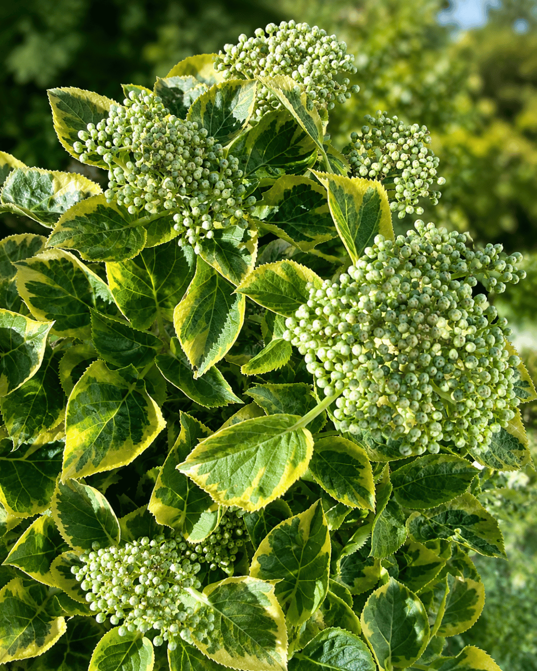 Hydrangea Anomala Petiolaris Miranda (45-50 cm) - Clarenbridge